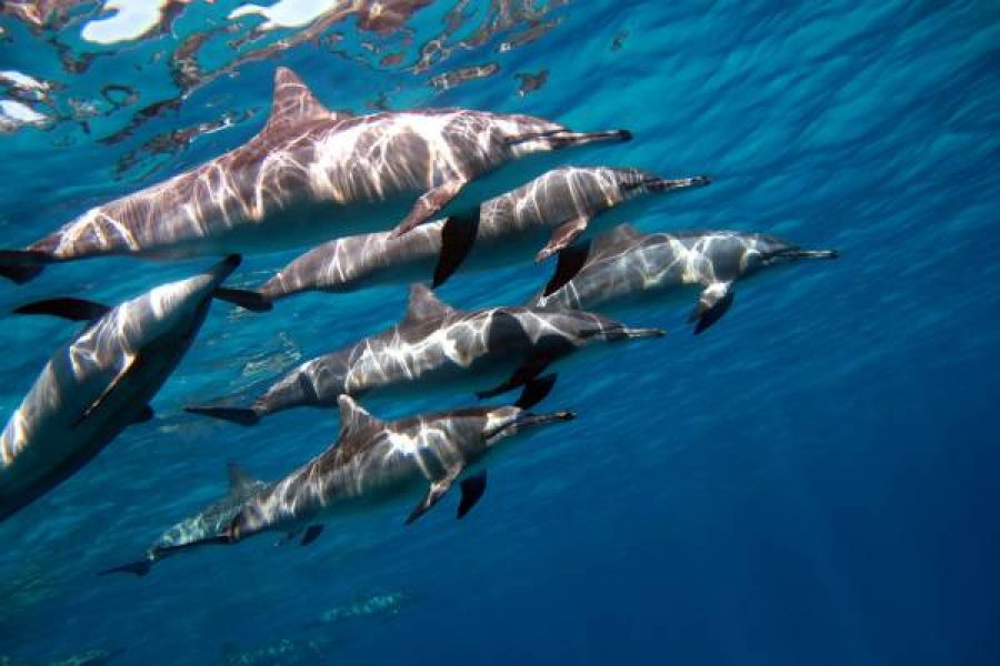 Hurghada Dolphin House Tour Image